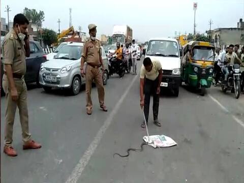 अमरोहा में हाई वे पर आया नाग-नागिन का जोड़ा, देखने वालों का लगा तांता अमरोहा में हाई वे पर आया नाग-नागिन का जोड़ा, देखने वालों का लगा तांता