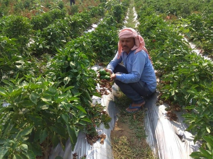 यूट्यूब ने किसान मनोज कुमार की बदली जिंदगी, आधुनिक खेती कर कमा रहे चार गुना मुनाफा