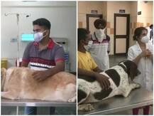 पंजाब: बेजुबानों की मदद के लिए बड़ा कदम, लुधियाना में खुला देश का पहला डॉग ब्लड बैंक