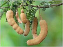 Health Tips: इमली के रस में छुपा है स्वस्थ जीवन का राज, जानें इसके चमत्कारी फायदे