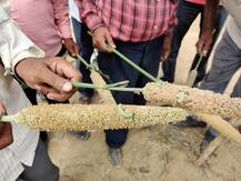 आगरा का अन्नदाता भयंकर परेशान, 'फॉल आर्मी वर्म' नाम के कीड़े ने फसलों को किया पूरी तरह खराब