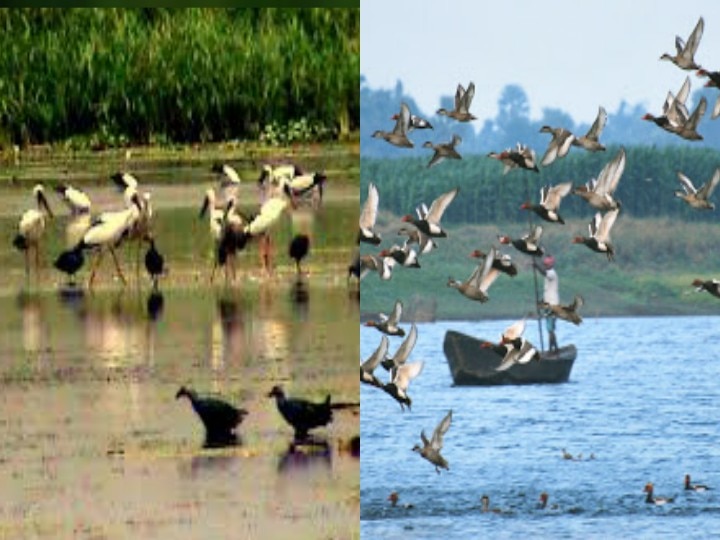 Unique Gogabil Lake in Katihar, Bihar, where about 300 species of migratory birds come every year ann बिहार के कटिहार में है अनोखी गोगाबिल झील, जहां हर साल आते हैं करीब 300 प्रजातियों के प्रवासी पक्षी