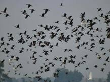 In Pics: कटिहार का गोगाबिल झील प्रवासी पक्षियों का ठिकाना, हर साल आते हैं सैकड़ों प्रजाति के पक्षी