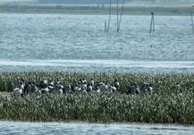 In Pics: कटिहार का गोगाबिल झील प्रवासी पक्षियों का ठिकाना, हर साल आते हैं सैकड़ों प्रजाति के पक्षी