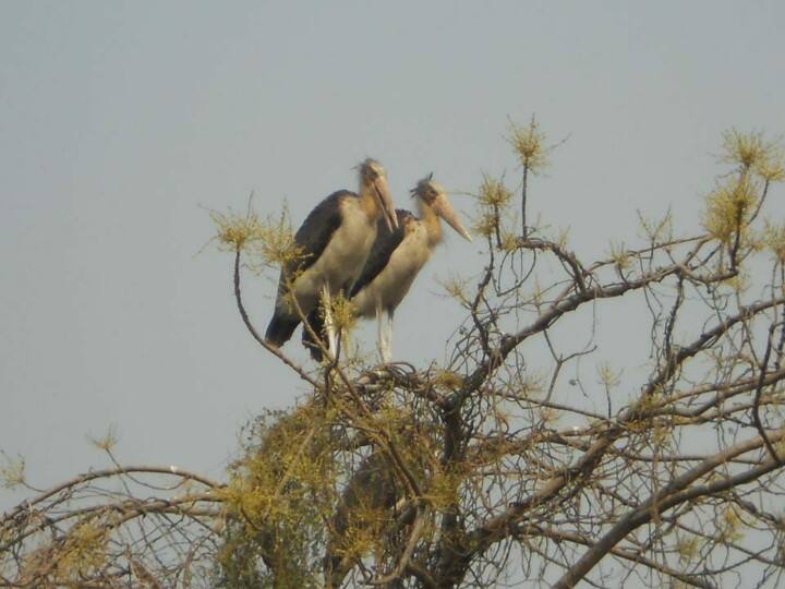 लम्बे समय तक जलमग्न  रहने वाले इस क्षेत्र को हरियाली अभ्यारण्य में बदलने की तैयारी गांव वालों ने कर ली है. ढाई सौ से अधिक ग्रामीणों ने अपनी जमीन गोगाबिल पक्षी अभ्यारण्य विकसित करने के लिए राज्य सरकार को दे दी है. 