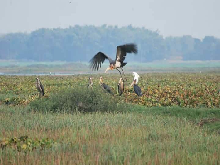 यहां करीब 73.78 एकड़ सरकारी जमीन पर कंजर्वेशन रिजर्व बनाया गया है. जबकि ग्रामीणों की 143 एकड़ भूमि पर गोगाबिल सामुदायिक पक्षी अभ्यारण्य घोषित किया गया है. 