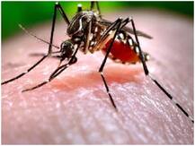 क्या कोरोना वायरस और डेंगू के बीच कोई संबंध है? शोध में Covid-19 के खिलाफ इम्यूनिटी का दावा