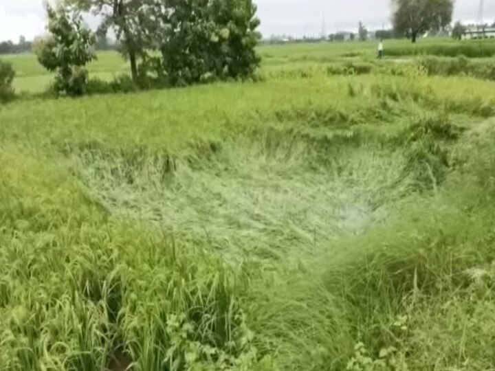 गोरखपुर: मूसलाधार बारिश ने बर्बाद की खेतों में खड़ी फसल, किसानों को सरकार से मदद की उम्मीद