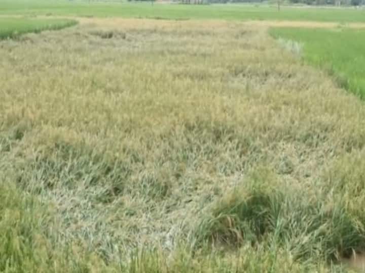 Heavy rain destroy farmers harvest in Gorakhpur ANN गोरखपुर: मूसलाधार बारिश ने बर्बाद की खेतों में खड़ी फसल, किसानों को सरकार से मदद की उम्मीद