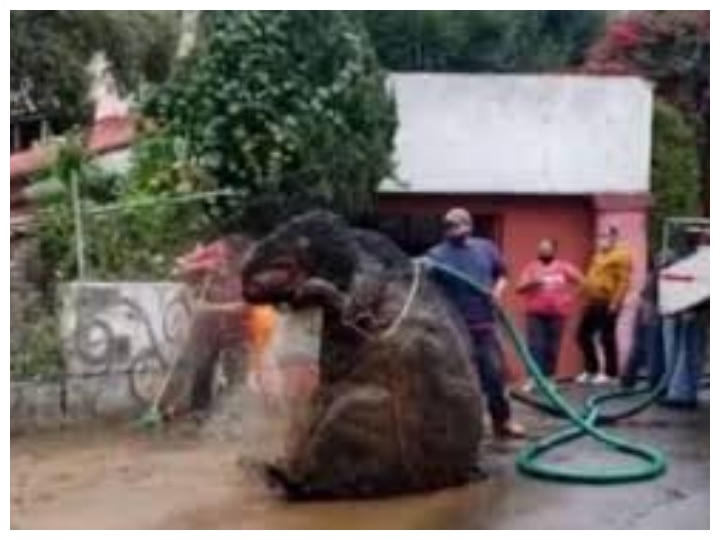 Giant Rat Found in Mexico is going viral on social media, see video मेक्सिको में नाले की सफाई में निकला 8 फुट का चूहा! देखें वायरल वीडियो