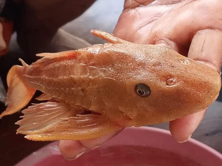American catfish found in gangus river in varanasi ANN वाराणसीः गंगा नदी में फिर मिली कैटफिश, दूसरी मछलियों पर मंडरा रहा है खतरा !