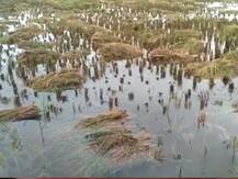 गोरखपुरः दो दिन तक आसमान से बरसी आफत, किसानों की फसल हुई बर्बाद, अब मदद की दरकार