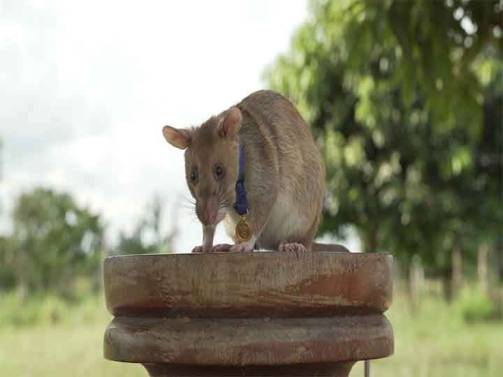 So far, more than 39 landmines have been discovered in Cambodia, this African rat, UK institution gave gold medal कंबोडिया में अब तक 39 से ज्यादा बारूदी सुरंगें खोज चुका है यह अफ्रीकी चूहा, यूके की संस्था ने दिया वीरता पुरस्कार