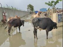 गोवंश की कब्रगाह बन गयी है अयोध्या की सबसे बड़ी गौशाला, कीचड़ और दलदल, ये है सीएम के ड्रीम प्रोजेक्ट का हाल