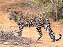 लखीमपुर खीरी: घास काटने गए लड़के पर तेंदुए ने किया हमला, ग्रामीणों की कोशिश से भी नहीं बची जान