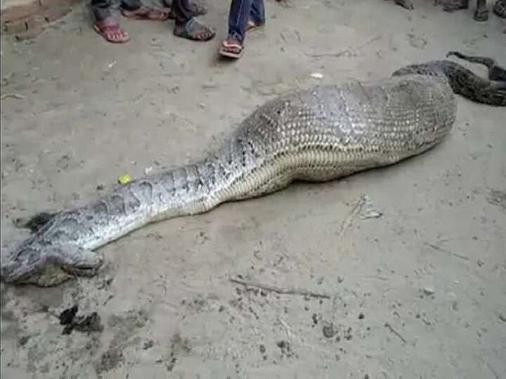 python eat large prey in rampur got injured in uttar Pradesh  रामपुरः अजगर ने निगला बड़ा शिकार, पेट फटा, सड़क पर मिला बेसुध