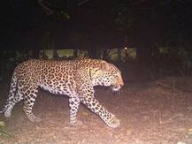 बरेली: 10 साल की बच्ची को उठा ले गया तेंदुआ, जंगल में मिला क्षत विक्षत शव