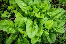 Spinach is not ordinary vegetable but also have potential, know its benefits for health पालक को मामूली सब्जी समझने की न करें भूल, शरीर को फायदे जानकर इस्तेमाल करने पर हो जाएंगे मजबूर
