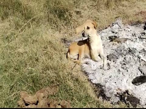 हाथरस दुष्कर्म मामला: परिजनों के इंतजार में बिखरी हैं चिता की राख में अस्थियां, संगीनों के साये के चलते अब तक नहीं चुनी गईं हाथरस दुष्कर्म मामला: परिजनों के इंतजार में बिखरी हैं चिता की राख में अस्थियां, संगीनों के साये के चलते अब तक नहीं चुनी गईं