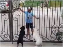 कुत्ते के बच्चों ने भौंकना किया शुरू, तो यूं भांगड़ा करने लगा ये बच्चा, इंटरनेट पर छाया वीडियो