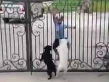 Viral Video: छोटे सरदार का जबरदस्त भांगड़ा डांस देख डॉगी भी उछले, वीडियो हुआ वायरल