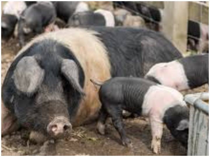 South Korea culls 1,500 pigs after new cases of African swine fever reported सुअरों में अफ्रीकन स्वाइन फीवर का मामला उजागर होने के बाद दक्षिण कोरिया में मार दिए गए हजारों सुअर