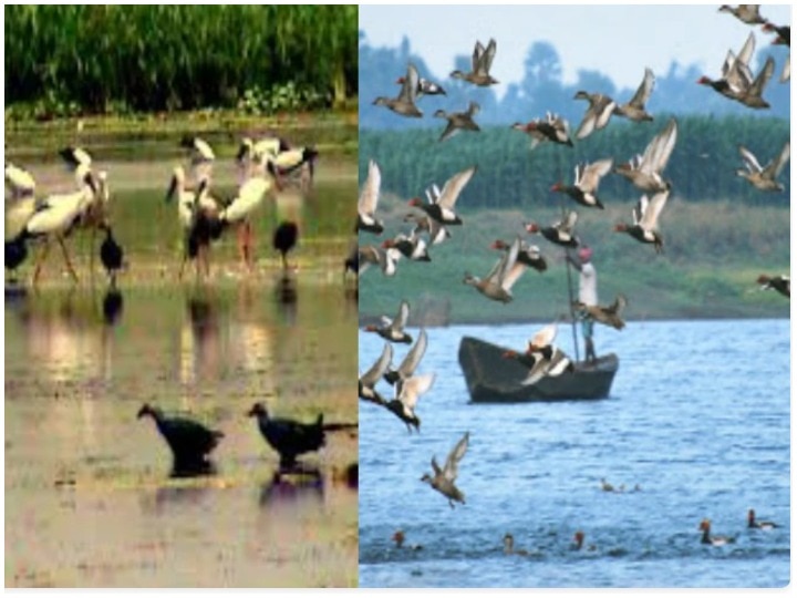 World Migratory Bird Day 2020: Migratory Bird reminds of ecosystem, know this time theme World Migratory Bird Day 2020: पक्षियों की सुंदरता बनाए रखने के लिए क्या है इस बार का थीम?
