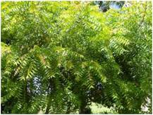 नीम के इस्तेमाल से आप कर सकते हैं चेहरे और त्वचा की समस्याओं को दूर, जानिए क्या हैं देसी तरीके?