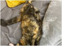 Coronavirus: अमेरिका में प्रकोप से हजारों ऊदबिलावों की गई जान, इंसानों से जानवरों में संक्रमण फैलने की पुष्टि