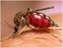 Malaria diet: तेजी से रिकवरी के लिए क्या खाएं और क्या नजरअंदाज करें, जानना है बहुत जरूरी