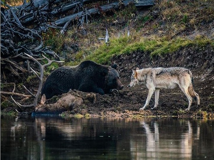 Bear Wolf Encounter at Yellowstone National Park video Viral Viral Video: जब भालू और भेड़िया आमने-सामने आएंगे, तब क्या होगा? देखिए सोशल मीडिया पर क्यों है इस वीडियो की धूम