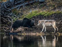 Viral Video: जब भालू और भेड़िया आमने-सामने आएंगे, तब क्या होगा? देखिए सोशल मीडिया पर क्यों है इस वीडियो की धूम