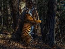 पेड़ को हग करता दिखा चीता, खिंची तस्वीर और मिल गया Wildlife Photography Award