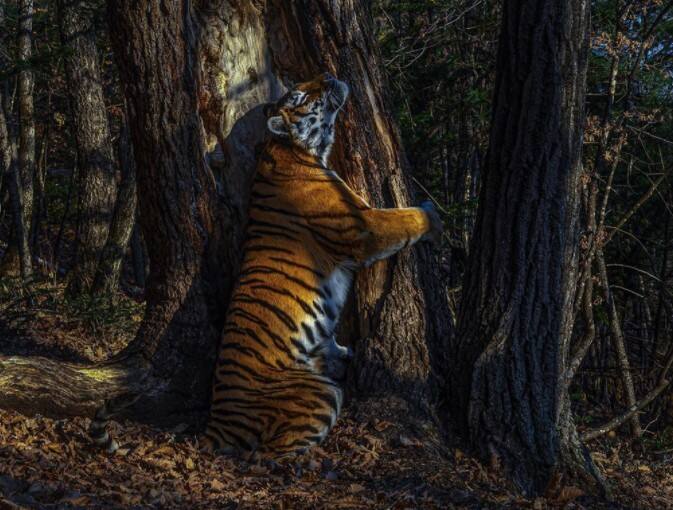 छिपे हुए कैमरों का उपयोग कर इस पल को कैद करने में रूसी फोटोग्राफर सर्गेई गोर्शकोव को 11 महीने लगे.