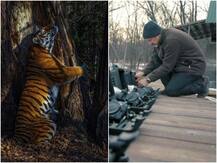 पेड़ को हग करता दिखा चीता, खिंची तस्वीर और मिल गया Wildlife Photography Award