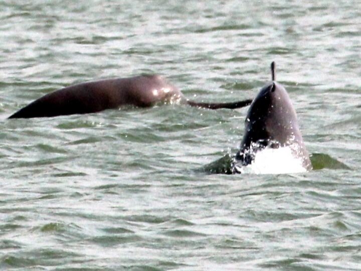 Meerut Good News Number of Dolphin increases in Ganga ann मेरठ: गंगा सफाई अभियान और कोरोना काल से साफ हुआ पानी, दोगुनी हो गई गंगा में डॉल्फिन, पढ़ें ये रिपोर्ट