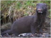 डेनमार्क की सरकार 10 लाख नेवलों को मारेगी, कोरोना संक्रमण के मामले बढ़ने के बाद लिया फैसला