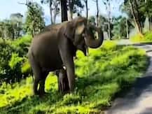 हथिनी और उसके बच्चे का यह वीडियो खींच रहा है लोगों का ध्यान, नन्हे हाथी को मिली है Z++ सिक्योरिटी