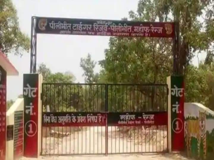 A tigress found dead in Pilibhit tiger reserve पीलीभीत के माला रेंज में बाघिन की मौत, चार शावकों के पंजों के निशान मिले