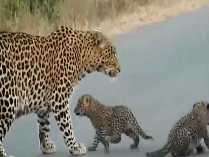 Do not miss this cute video of two cheetah children and their mother, viral on social media चीते के दो बच्चे और उनकी मां का यह प्यारा वीडियो बिल्कुल न करें मिस, सोशल मीडिया पर हो रहा वायरल