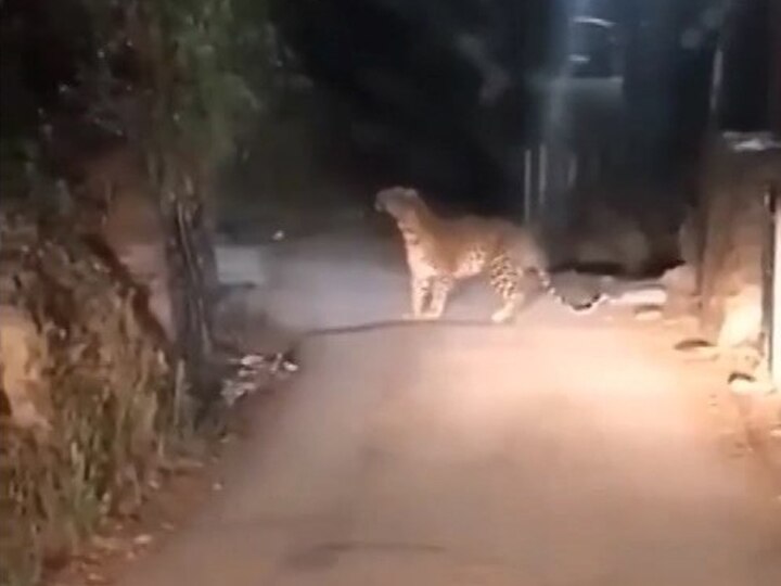 Leopard seen on camera did not get caught after 2 weeks in Greater NOIDA ग्रेटर नोएडाः दो हफ्ते बीतने के बाद नहीं पकड़ा गया तेंदुआ, 3 दिनों से चहल-कदमी करता हुआ कैमरे में कैद