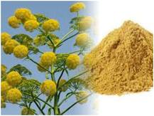 भारत में पहली बार हींग उगाने की कवायद हुई तेज, जानिए मसालों की शृखंला में क्यों है अहम