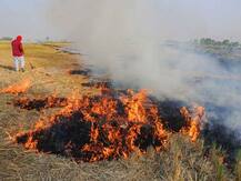 उधम सिंह नगर: प्रशासन ने अपनाया सख्त रुख, पराली जलाने पर होगी कार्रवाई