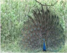 क्या मोर पंख के ये चमत्कारिक उपाय जानते हैं आप? वास्तु दोषों से भी दिलाता है मुक्ति