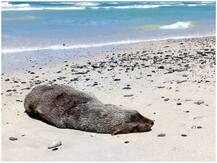 नामीबिया में रहस्यमयी तरीके से मृत पाई गई 7000 फर सील, वैज्ञानिक मौत की वजह पता लगाने में जुटे