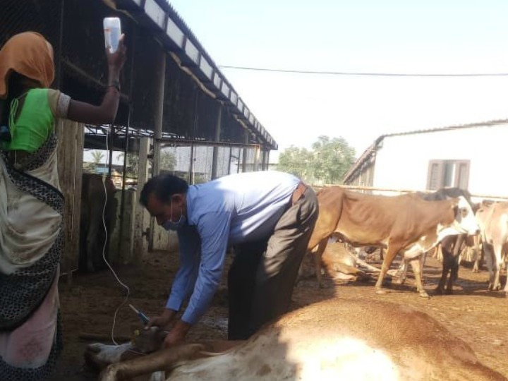 Haryana: 70 cows died in Gaushala of Panchkula, fear of food poisoning, Congress lashed out at BJP government हरियाणा: पंचकूला की गौशाला में 70 गाय की मौत, फूड पॉइजनिंग की आशंका, कांग्रेस ने बीजेपी पर साधा निशाना