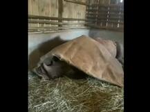 केन्या: सोशल मीडिया पर कंबल ओढ़े सोते राइनो का वीडियो वायरल, लोग जमकर कर रहे हैं पसंद