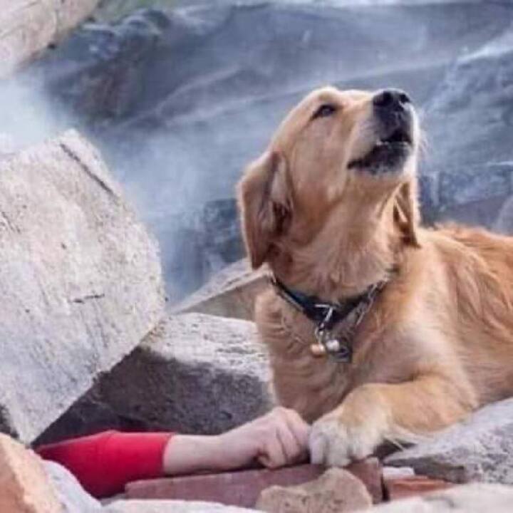 इस्तांबुल के गर्वनर ने कहा कि नुकसान के बारे में कोई खबर नहीं मिली है. अमेरिका के भूगर्भ सर्वेक्षण के अनुसार भूकंप की तीव्रता 7.0 थी. भूंकप के झटके पूर्वी यूनान के प्रायद्वीपों में भी महसूस किये गए.