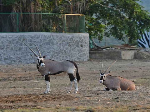 पीएम नरेंद्र मोदी ने ‘जंगल सफारी’ का उद्घाटन किया, देखें दिलचस्प PHOTOS