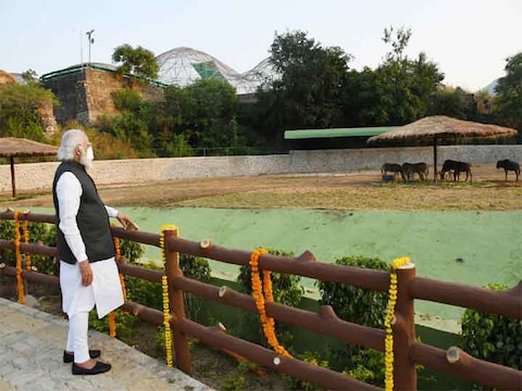 पीएम नरेंद्र मोदी ने ‘जंगल सफारी’ का उद्घाटन किया, देखें दिलचस्प PHOTOS